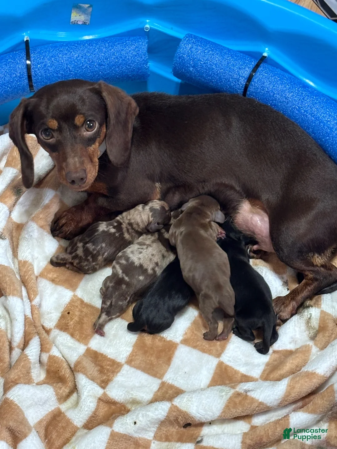 Miniature Dachshund dogs for sale: Miniature Dachshund 2 - Ad 5