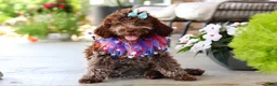 Lagotto Romagnolo dogs for sale: Maisie - Ad 2