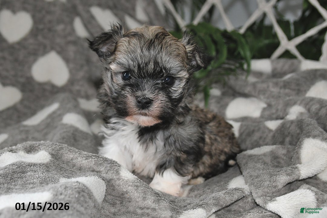 Havanese dogs for sale: Olive - Ad 3