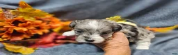 Maltipoo dogs for sale: Joey - Ad 3