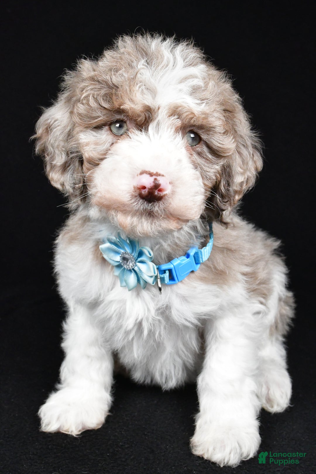 Sheepadoodle dogs for sale: Cotton - Ad 7