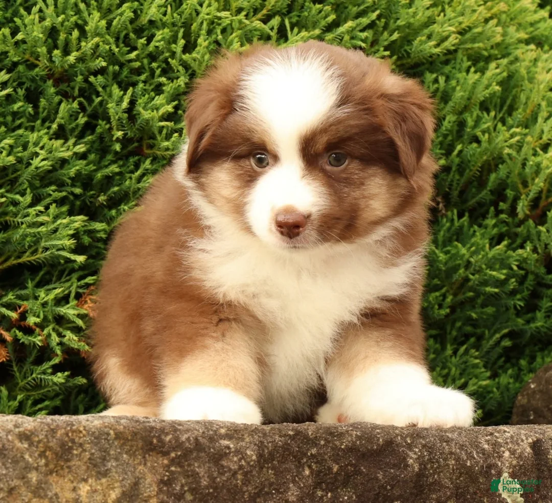Miniature Australian Shepherd dogs for sale: Farley - Ad 2