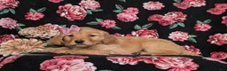 Golden Retriever dogs for sale: Jada - Ad 4