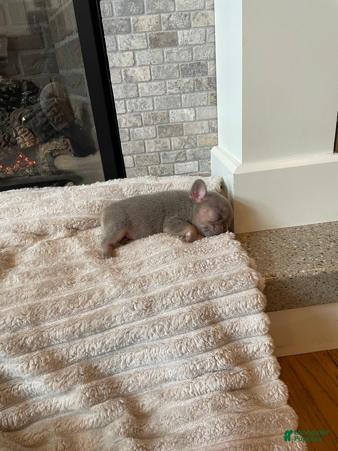 French Bulldog dogs for sale: Everest - Ad 7