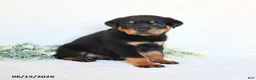 Rottweiler dogs for sale: Rhea - Ad 2