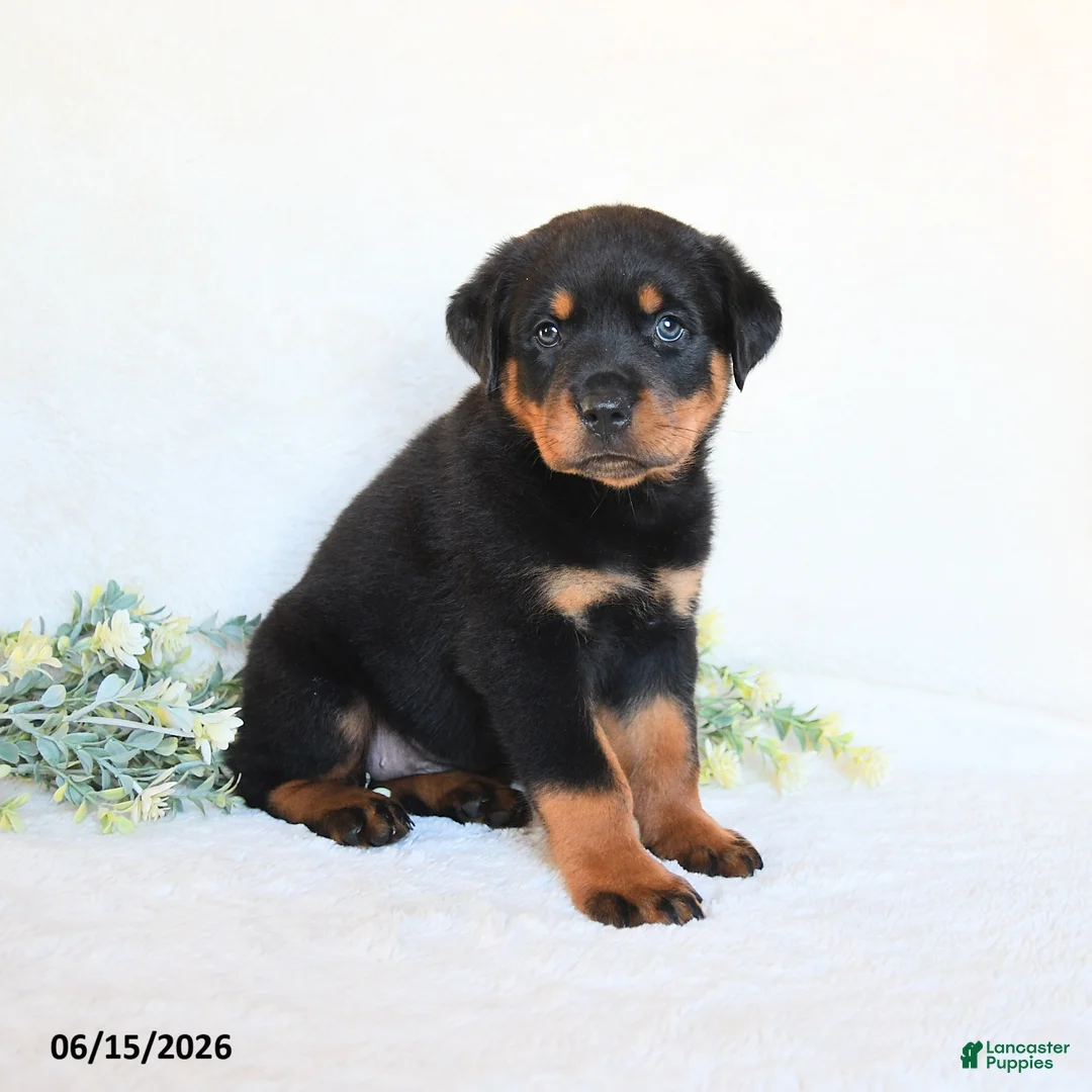 Rottweiler dogs for sale: Rhea - Ad 2