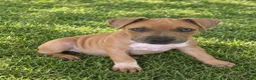 American Pit Bull Terrier dogs for sale: Princess - Ad 1