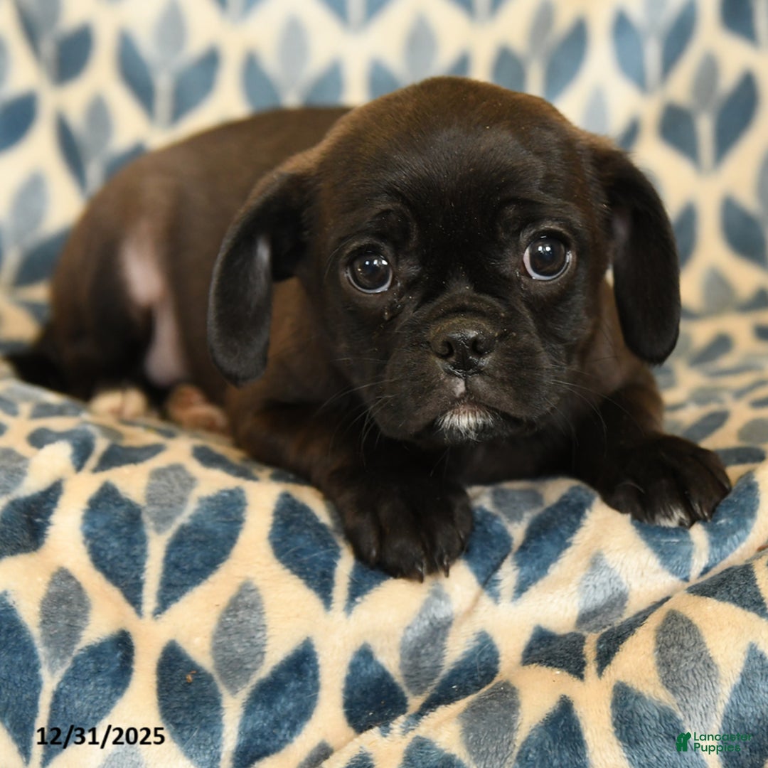 Mixed Breed dogs for sale: Xavier - Ad 2