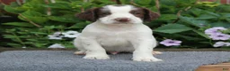 English Springer Spaniel dogs for sale: Rocket - Ad 3