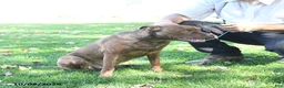 Mixed Breed dogs for sale: Rover - Ad 3