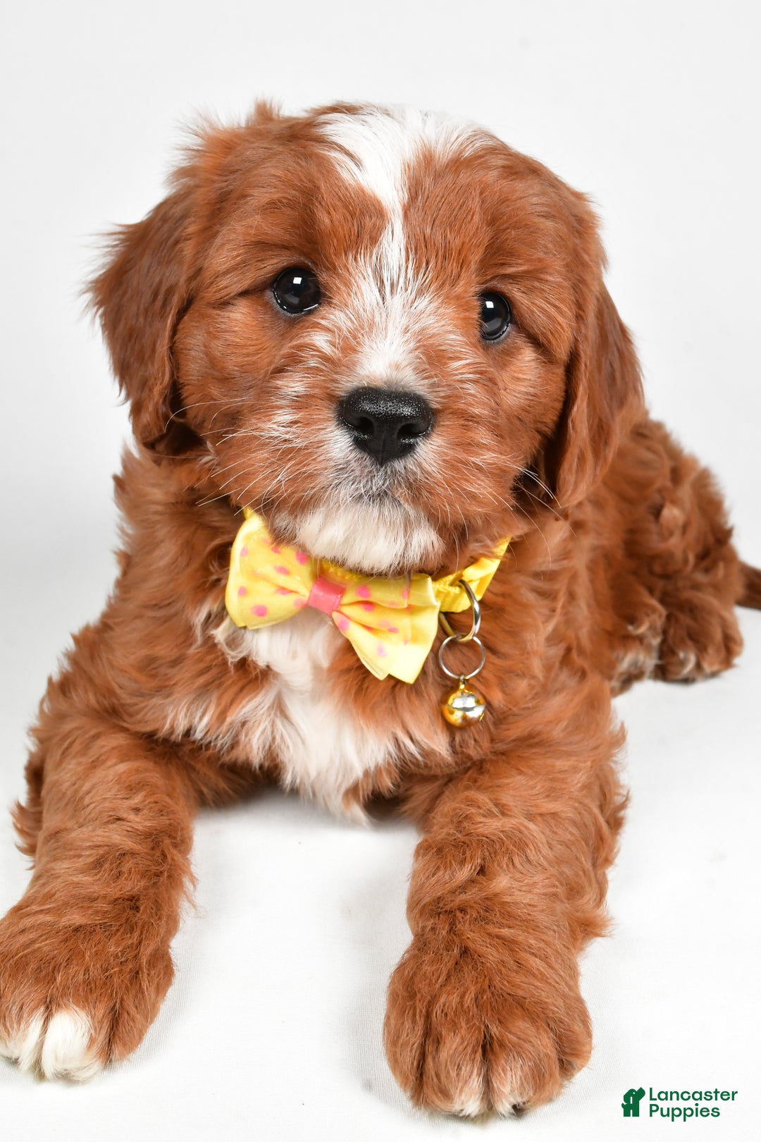 Cavapoo dogs for sale: Leo - Ad 7