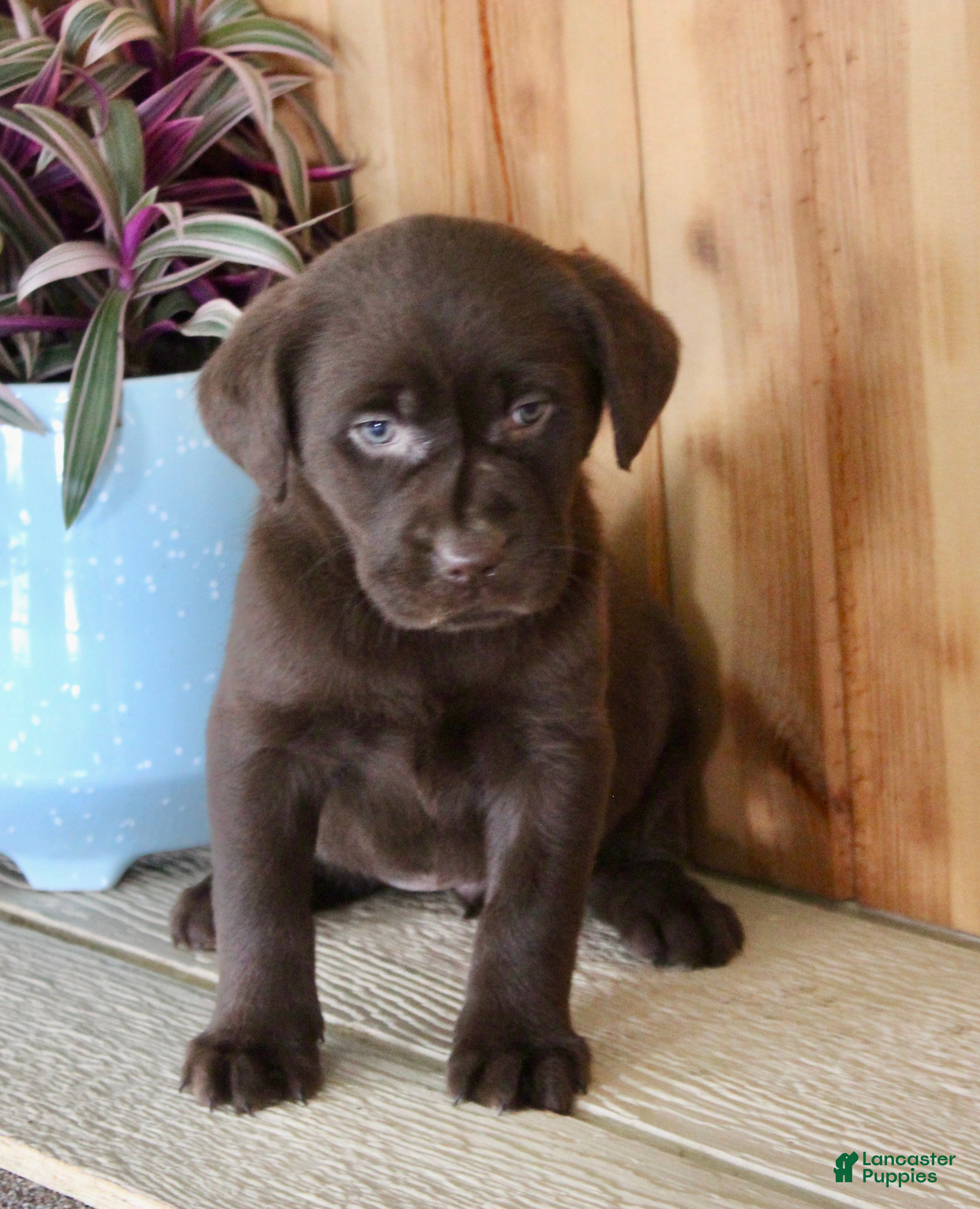 Labrador Retriever dogs Labrador Retriever Puppy 2 - Ad 2