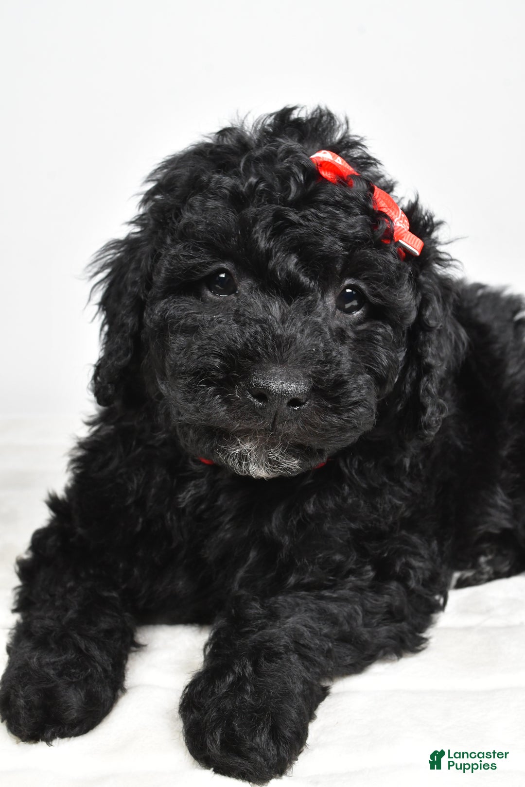 Mini Goldendoodle dogs for sale: Austin - Ad 5