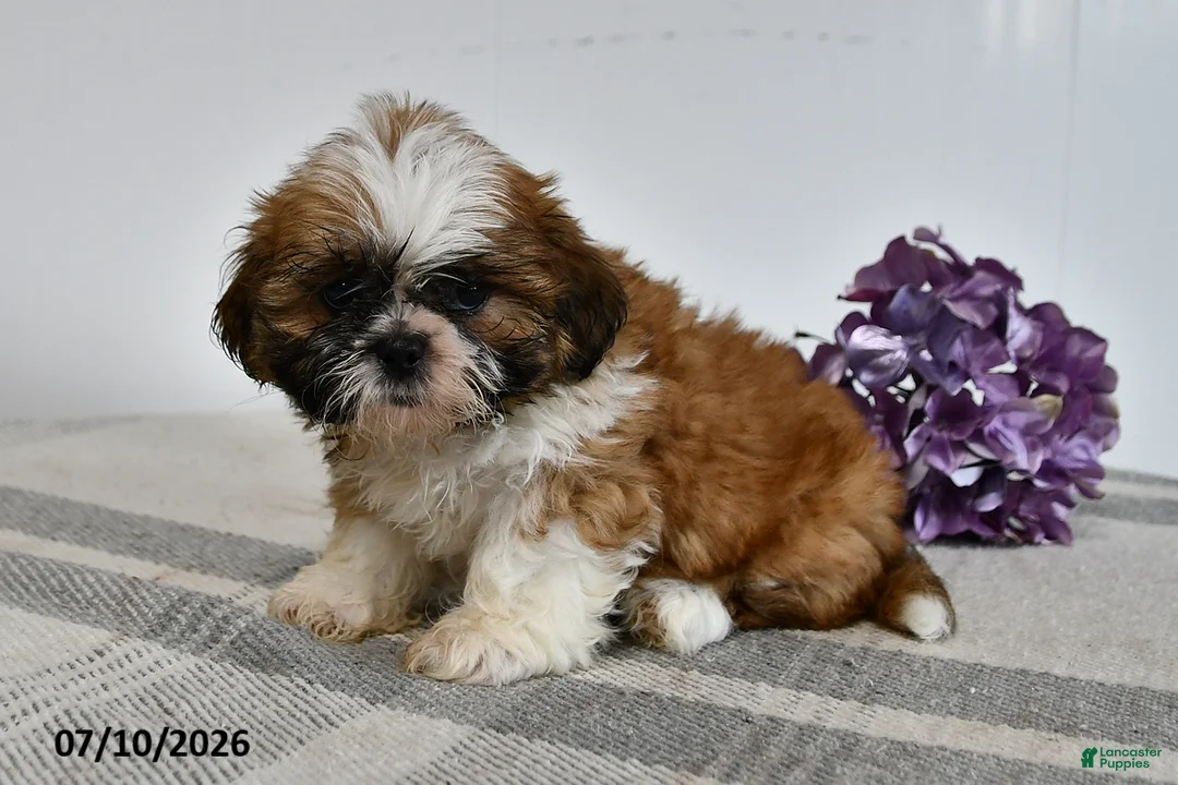 Shih Tzu dogs for sale: Colton - Ad 1