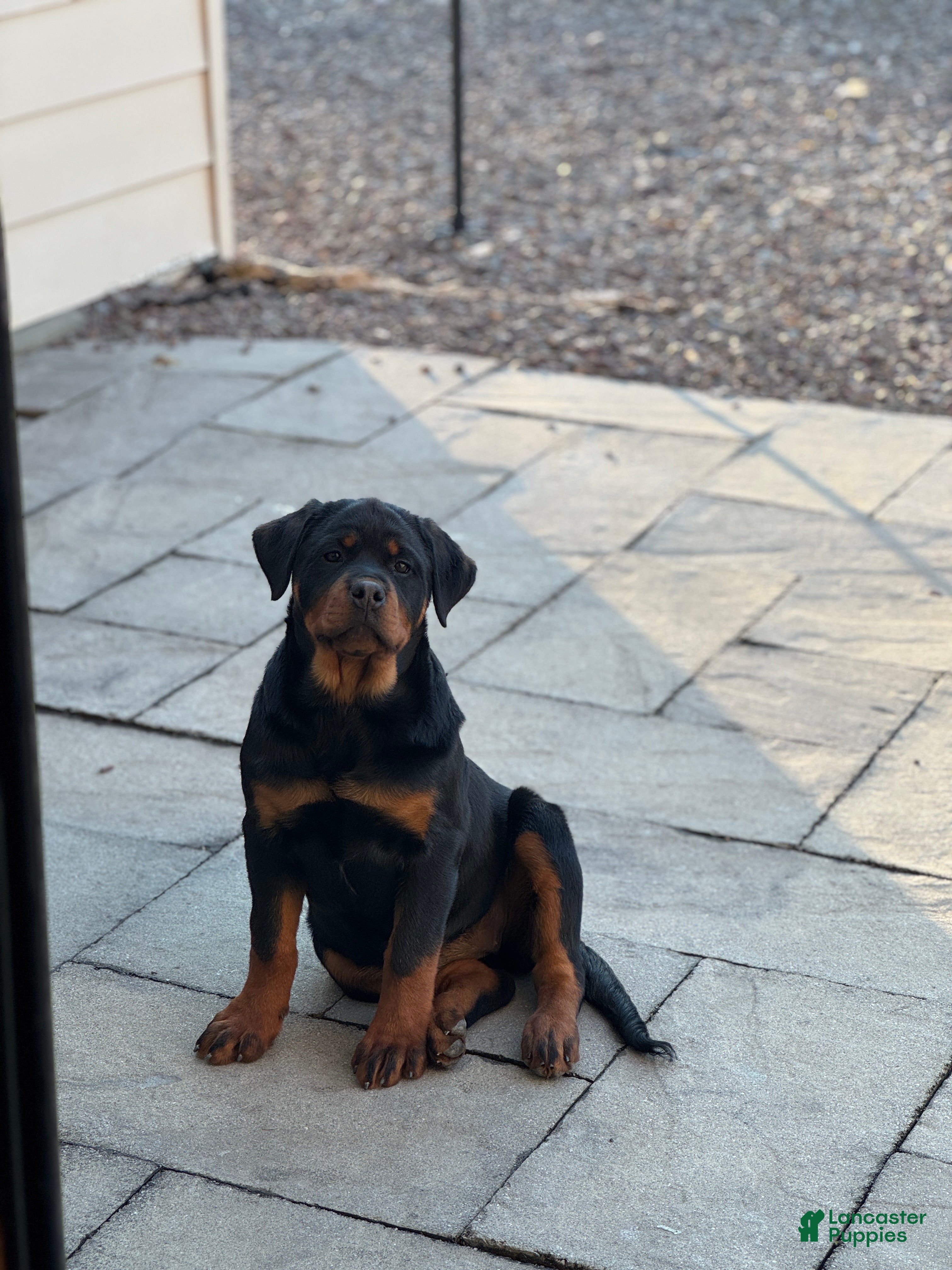 Rottweiler dogs Dahila (long tail)  - Ad 1