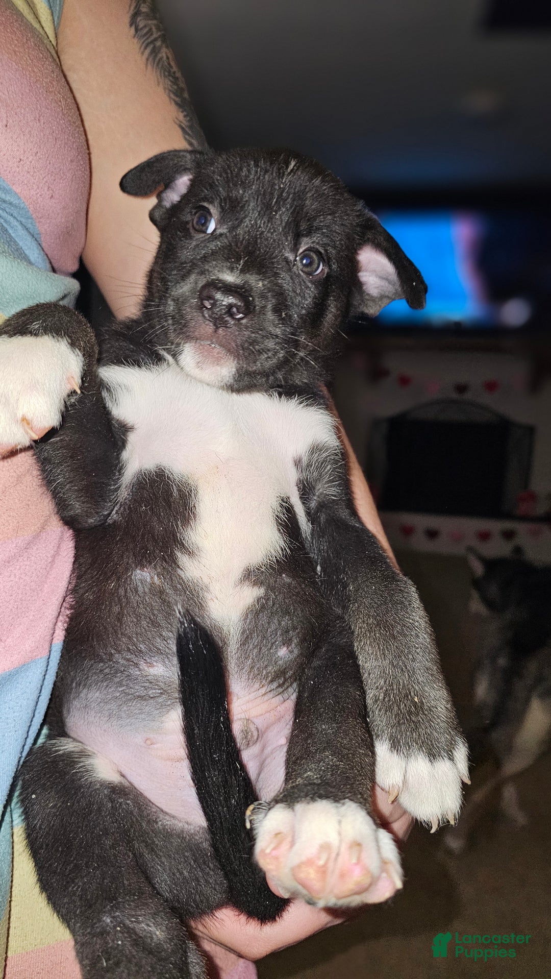 Mixed Breed dogs for sale: Kayla - Ad 1