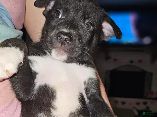 Mixed Breed dogs Kayla - Ad 21