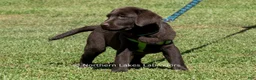Labrador Retriever dogs for sale: Elijah - Ad 3