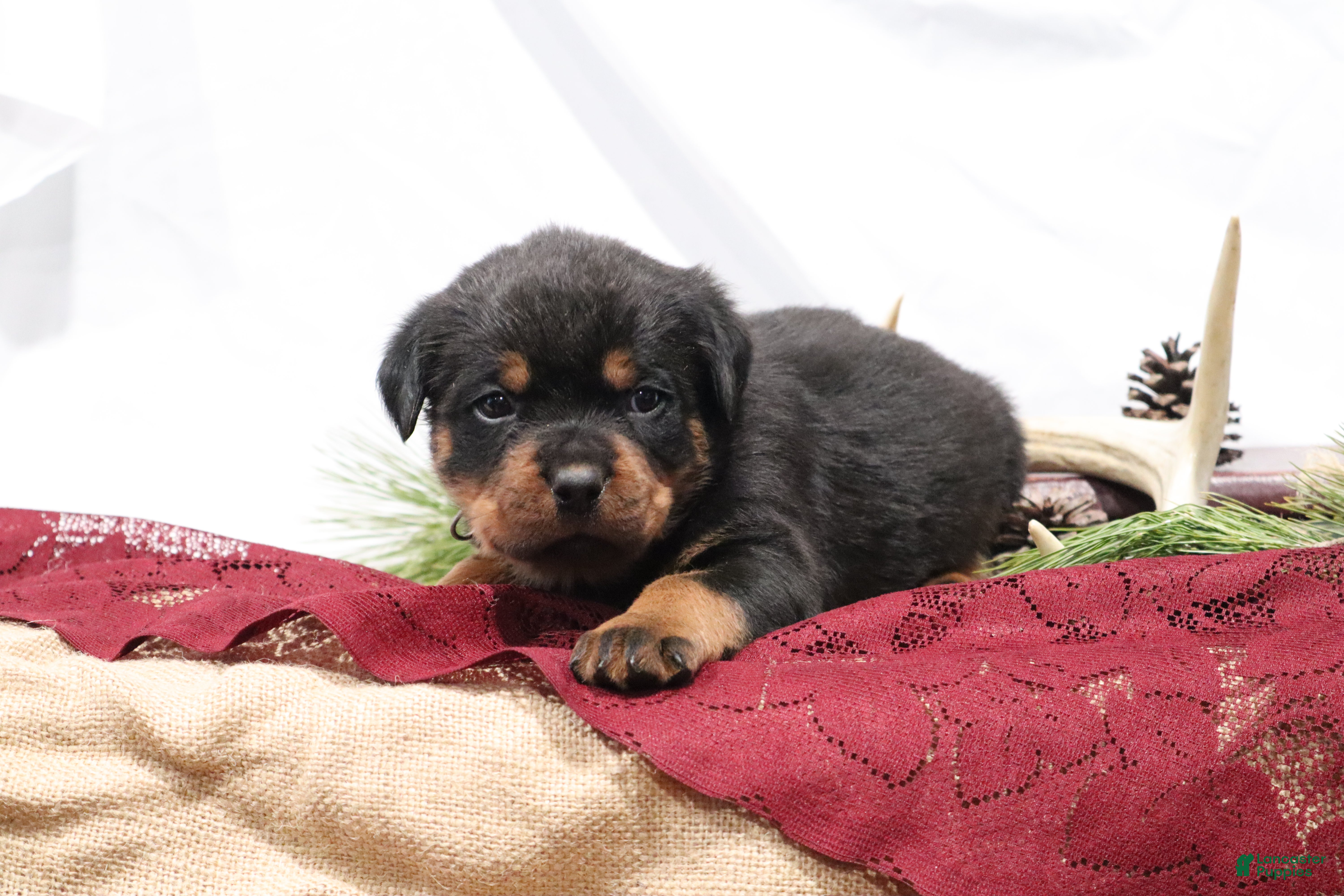 Rottweiler dogs Arrow - Ad 38