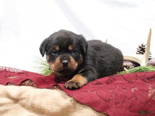 Rottweiler dogs Arrow - Ad 35