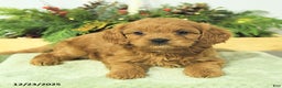 Cavapoo dogs for sale: Lilly - Ad 2