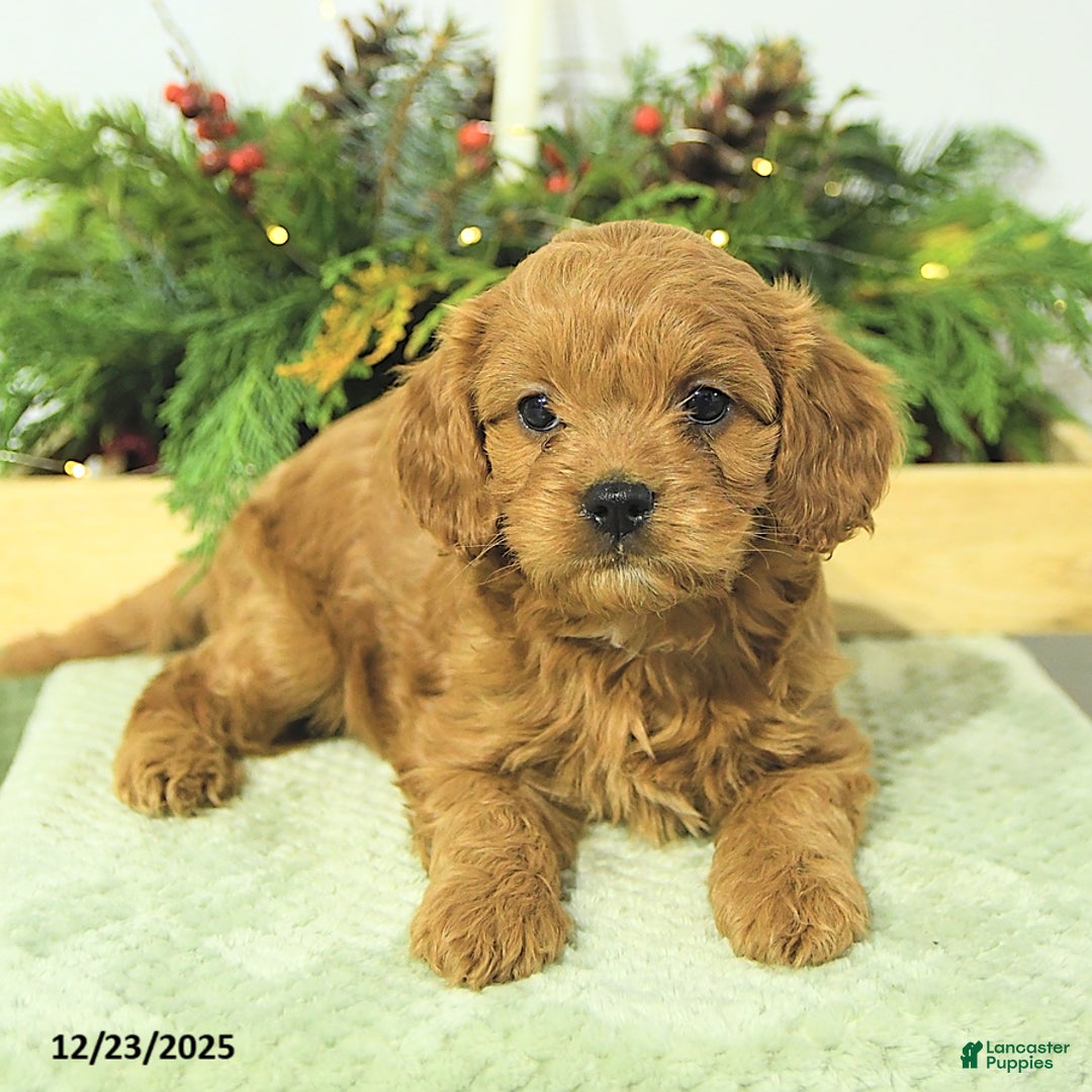 Cavapoo dogs for sale: Lilly - Ad 2