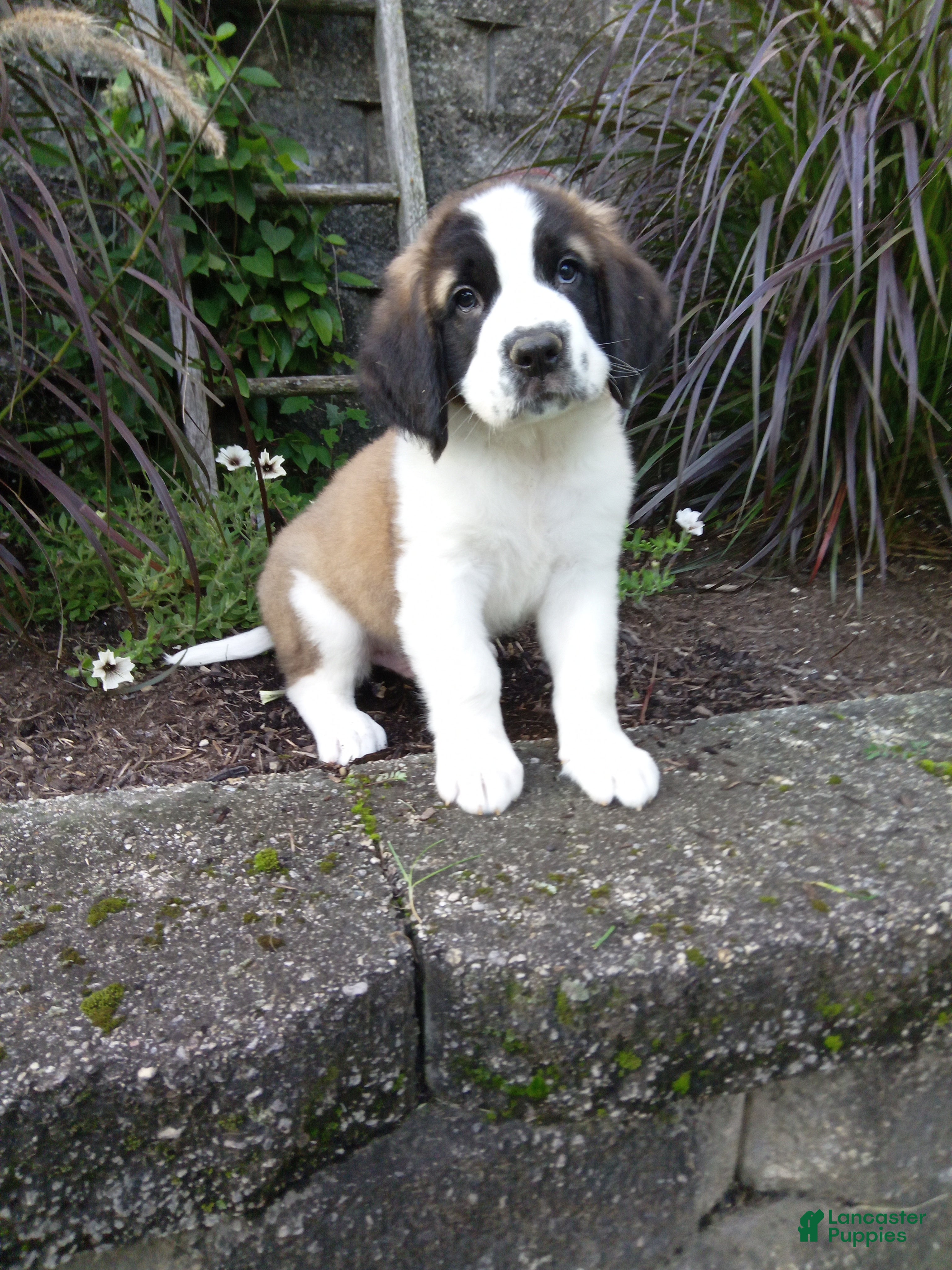 Saint Bernard dogs Duke - Ad 27