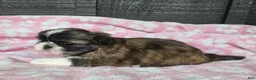 Mixed Breed dogs for sale: Shinese Daisy Duke - Ad 5