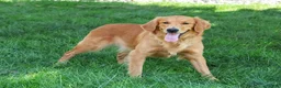 Golden Retriever dogs for sale: Blessing - Ad 4