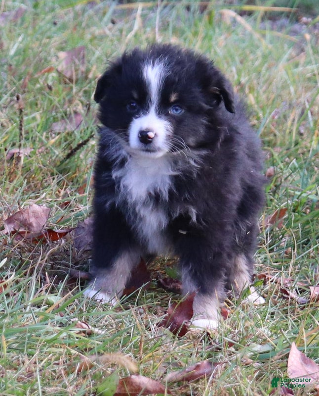Miniature Australian Shepherd dogs Black Tri Female - Ad 22