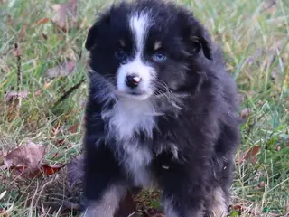 Miniature Australian Shepherd dogs Black Tri Female - Ad 22