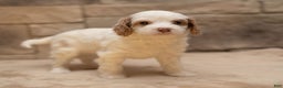 Cavapoo dogs for sale: Ginger  - Ad 7