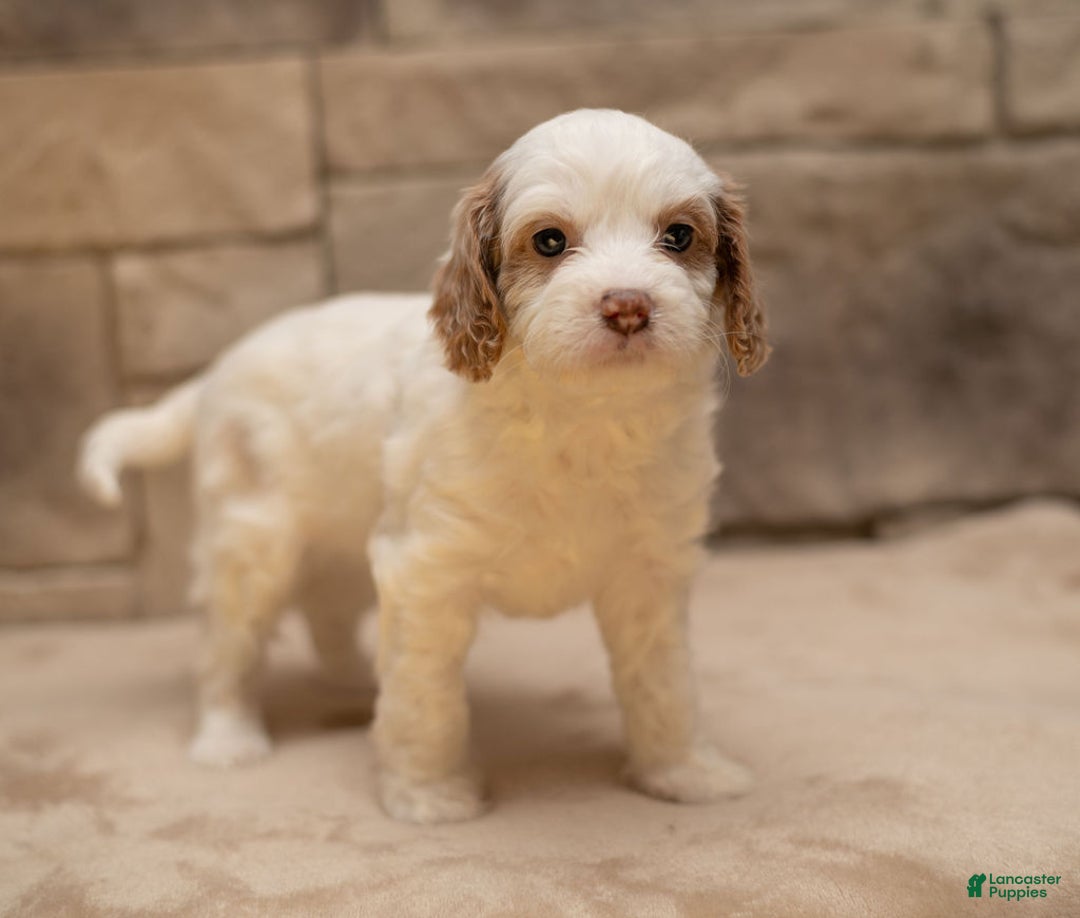 Cavapoo dogs for sale: Ginger  - Ad 7