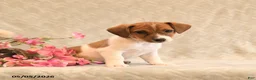 Jack Russell Terrier dogs for sale: Ruby - Ad 5