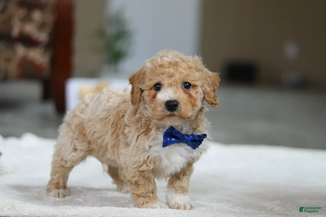 Bichpoo dogs for sale: Austin - Ad 7