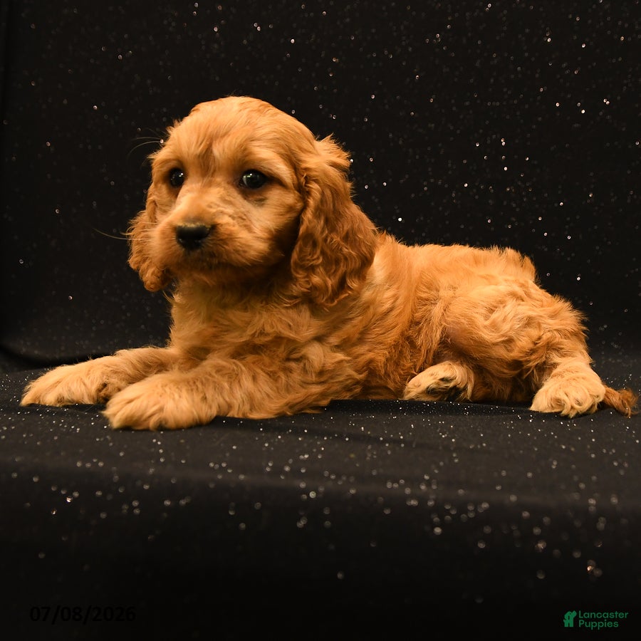 Cavapoo dogs Ranger - Ad 2