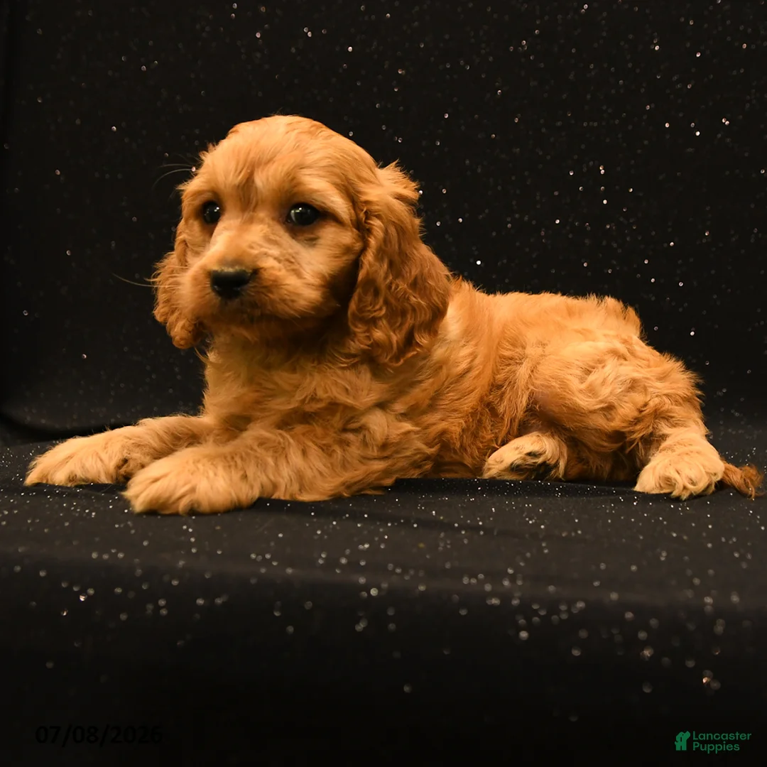 Cavapoo dogs for sale: Ranger - Ad 2