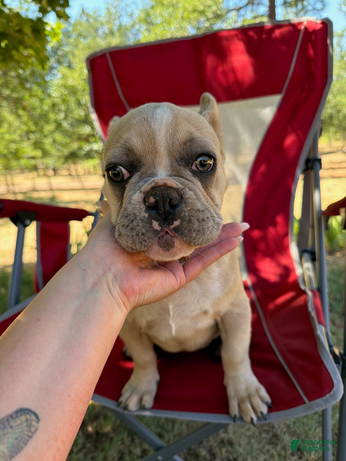 French Bulldog dogs Elsa - Ad 2