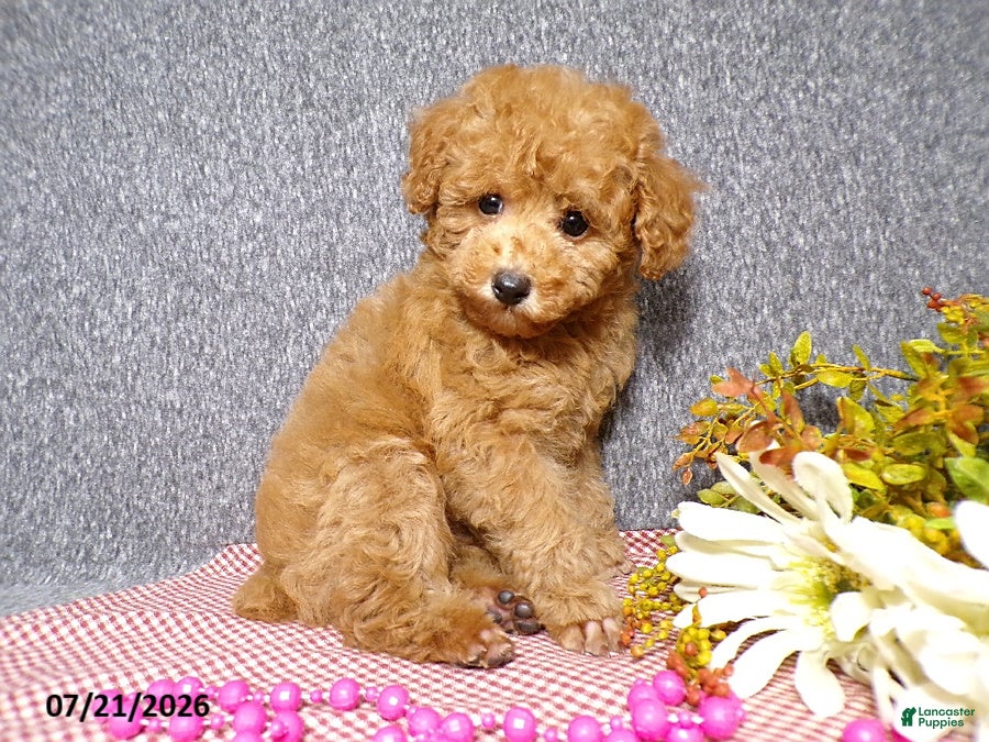 Toy Poodle dogs Rose   - Ad 2