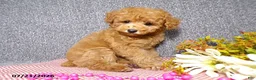 Toy Poodle dogs for sale: Rose   - Ad 2