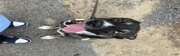 Mixed Breed dogs for sale: Rollo - Ad 3
