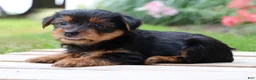 Yorkshire Terrier dogs for sale: Mocha  - Ad 4