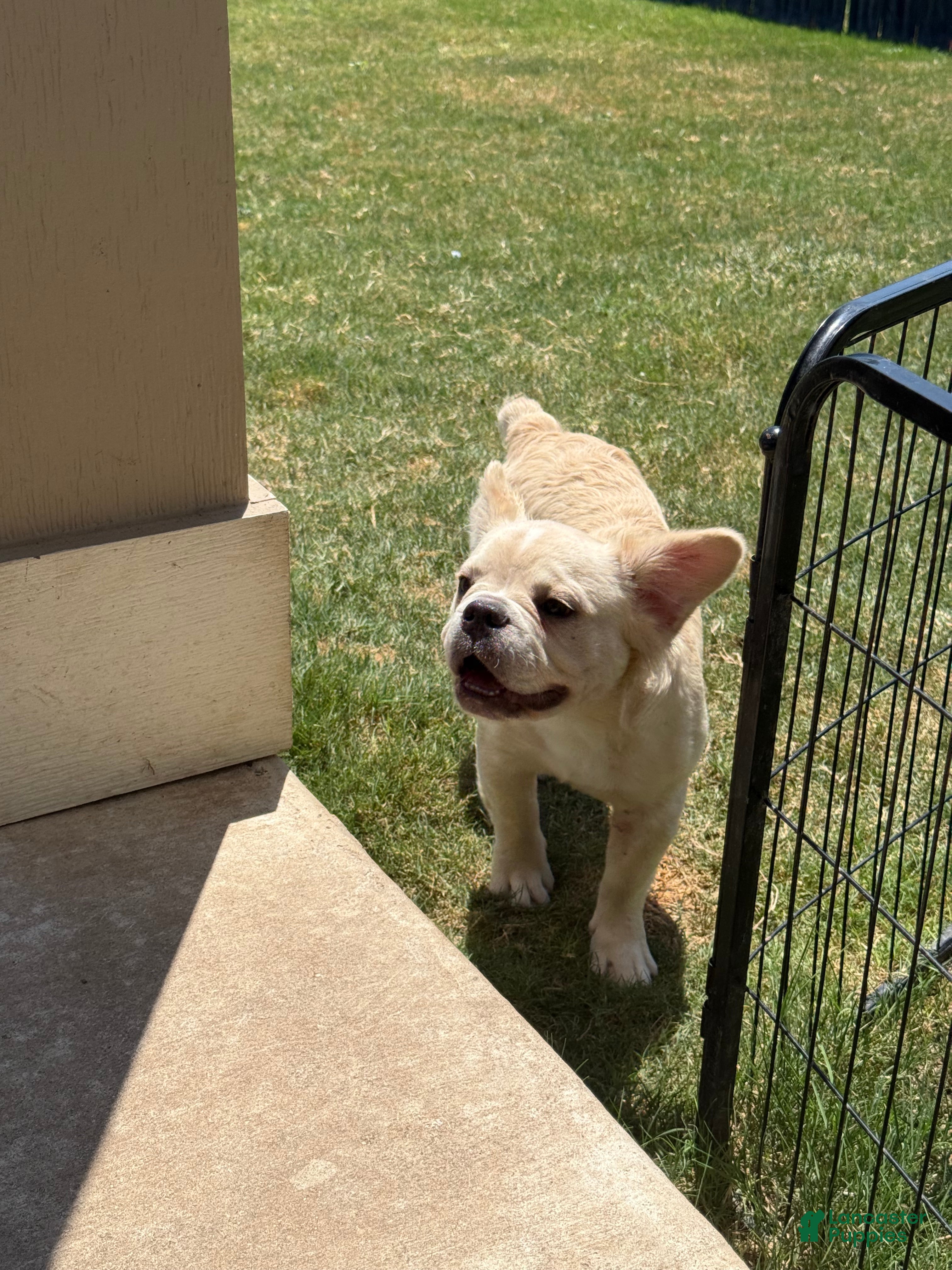 French Bulldog dogs Hendrix - Ad 2