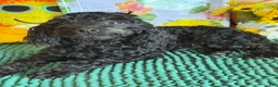 Cockapoo dogs for sale: Rocky - Ad 3