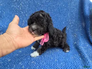 Shorkie dogs Ivara - Ad 20