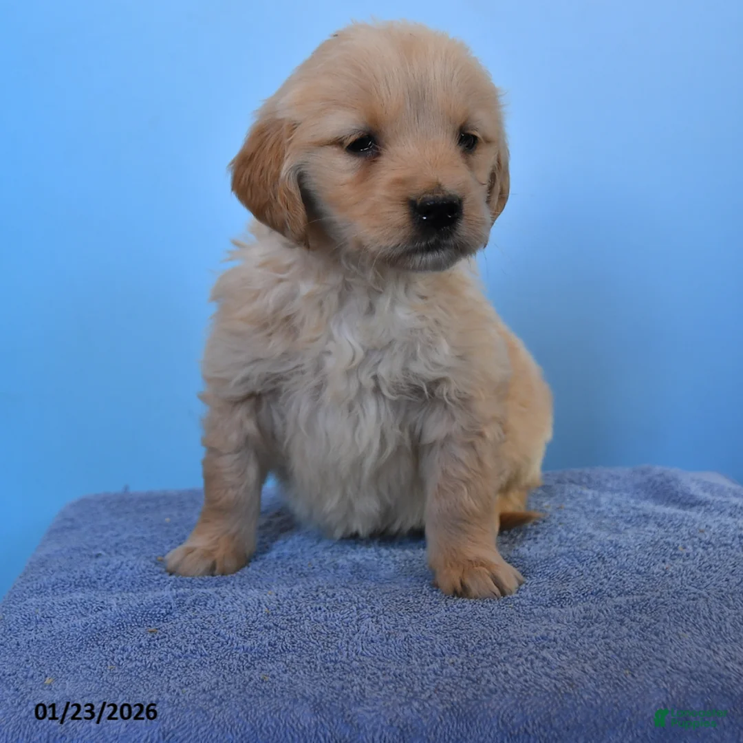 Golden Retriever dogs for sale: Oscar - Ad 3