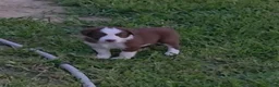 Border Collie dogs for sale: Border Collie 3 - Ad 7