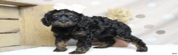 Toy Poodle dogs for sale: Pandora  - Ad 8