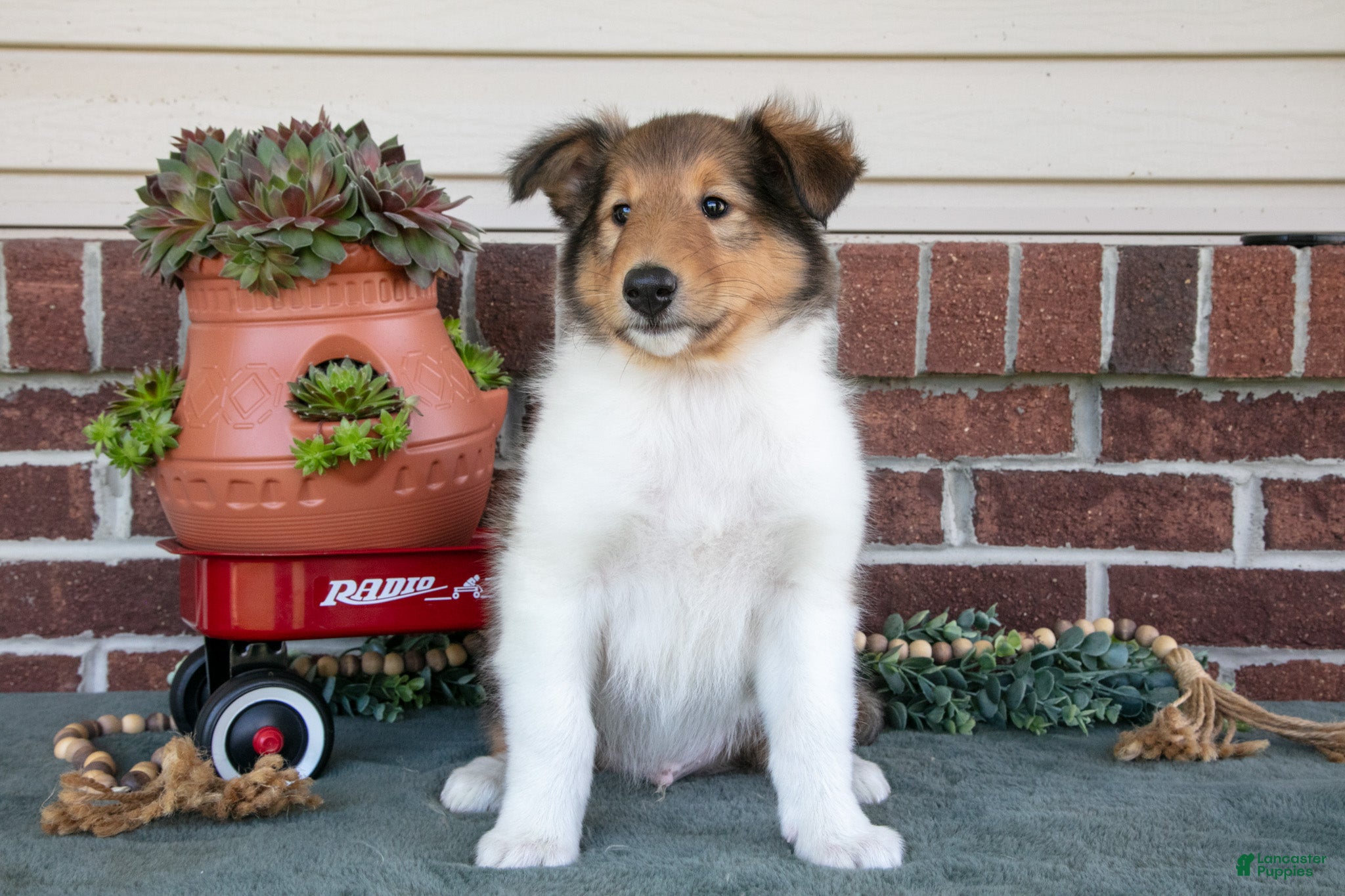 Collie dogs Jake - Ad 2