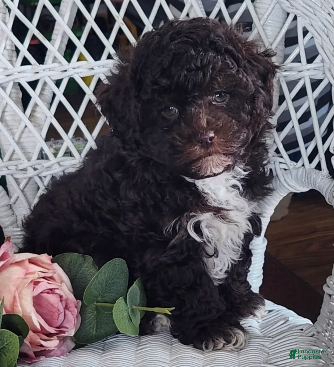 Maltipoo dogs for sale: Hailey - Ad 1